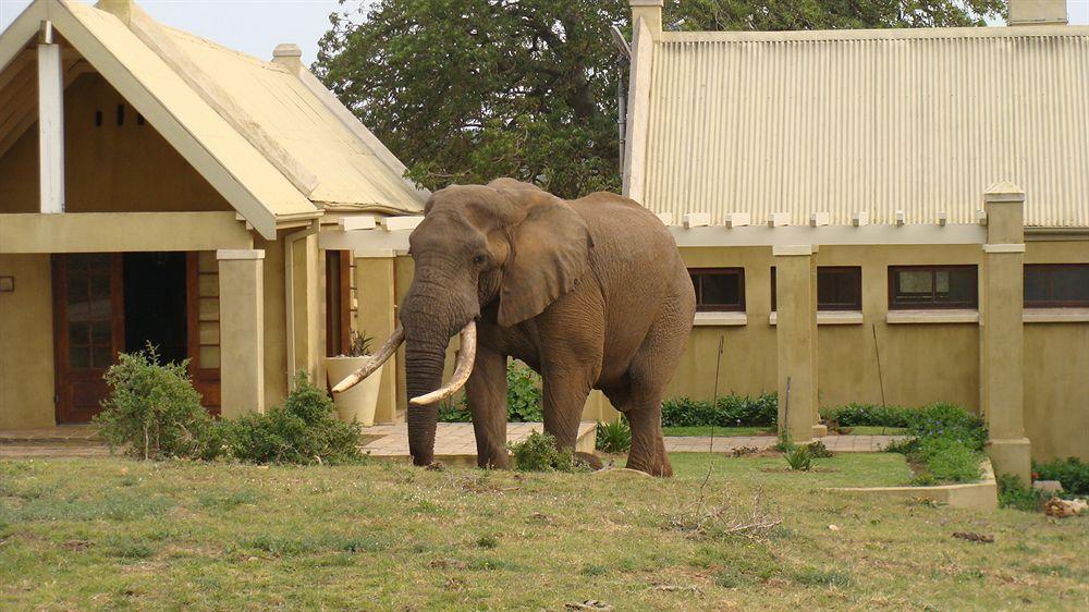 Gorah Elephant Camp Addo Exterior foto