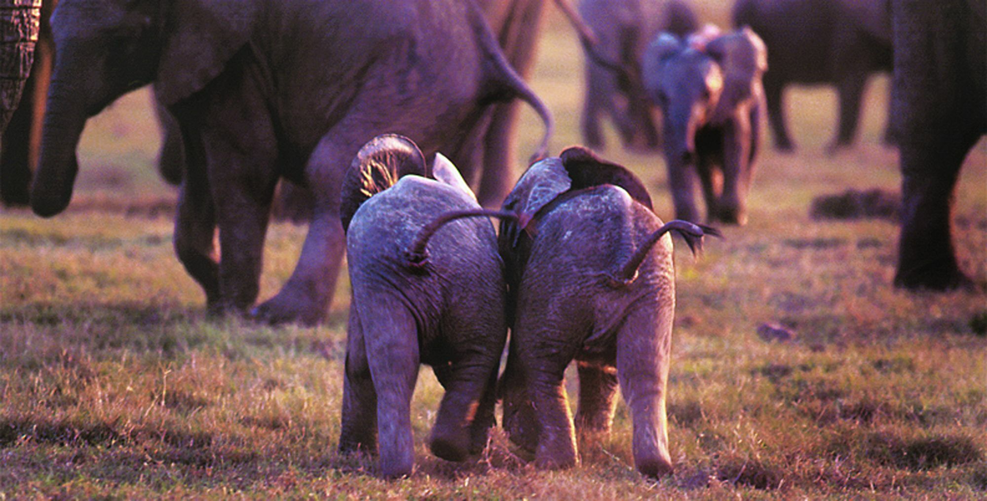 Gorah Elephant Camp Addo Exterior foto